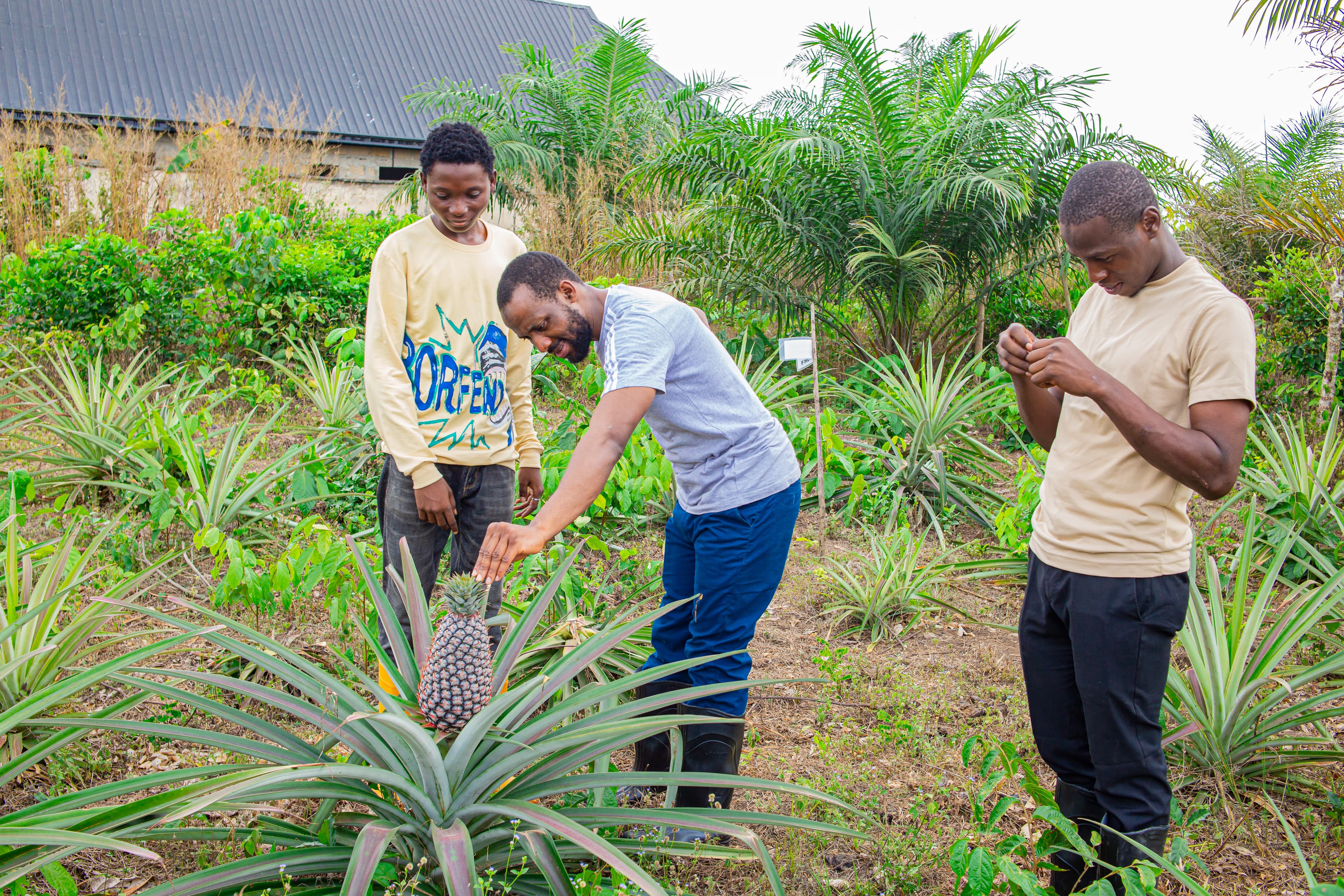 Farmers tending crops in a field.